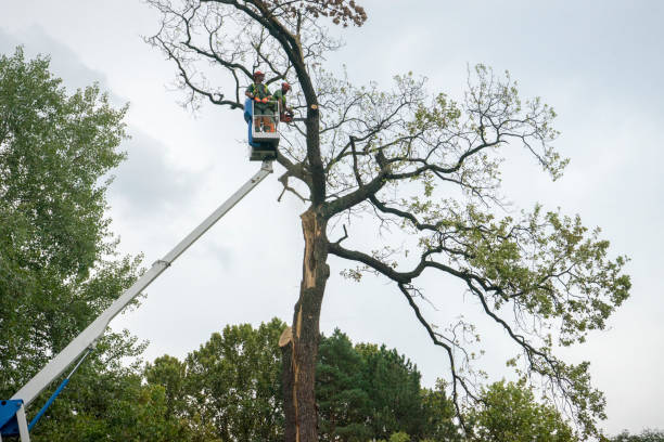 Best Arborist Consultation Services  in Peach Lake, NY