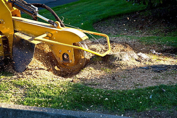 Best Landscape Design and Installation  in Peach Lake, NY