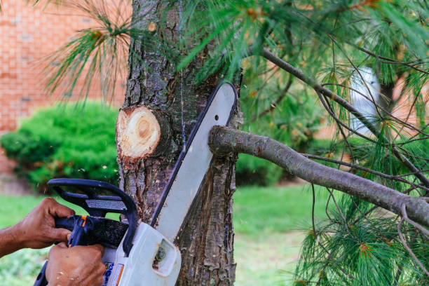 Best Tree Preservation Services  in Peach Lake, NY